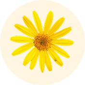 ARNICA