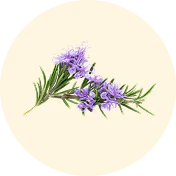 ROSEMARY