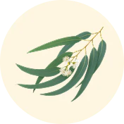 EUCALYPTUS