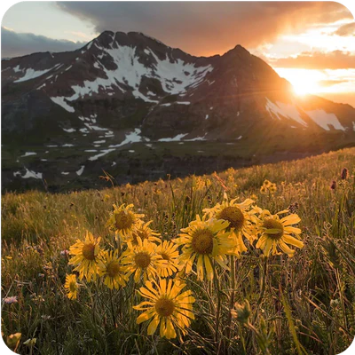 2. Remarkably Nutrient-Rich Arctic Botanicals