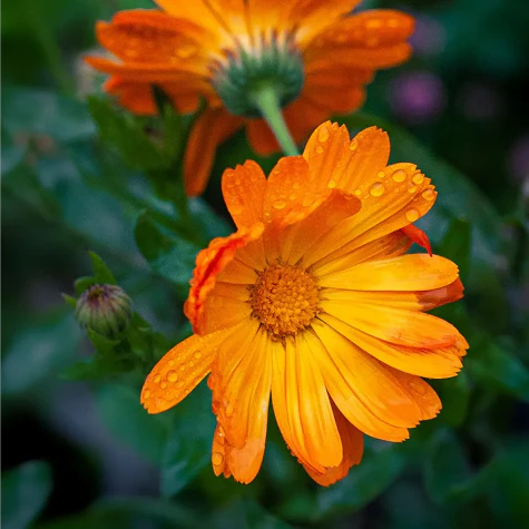 Wild Mountain Marigold