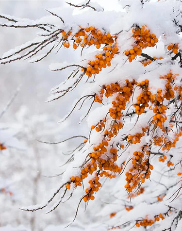 Why Arctic Ingredients Are So Special